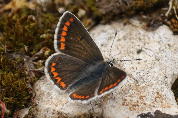 istock Coral necklace --- Brown Argus (Aricia agestis) 1327288574