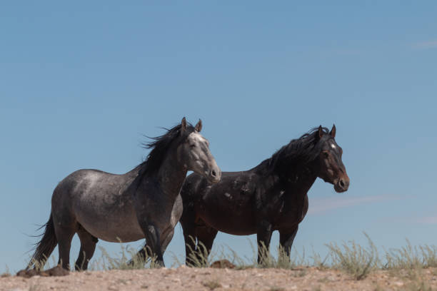 istock Wild Horses in Utah in Summer 1327290240