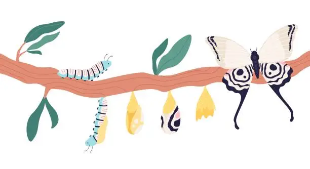 Vector illustration of Butterfly metamorphosis. Growth process and life cycle from caterpillar to butterflies. Larva, pupa in cocoon and imago stage vector concept
