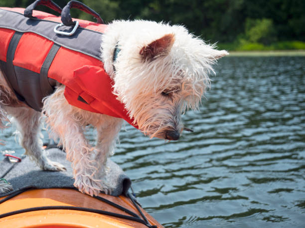 istock Dog looking into the water 1327291206