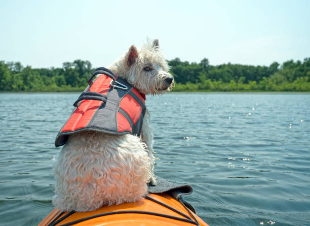 istock Dog on boat 1327291258