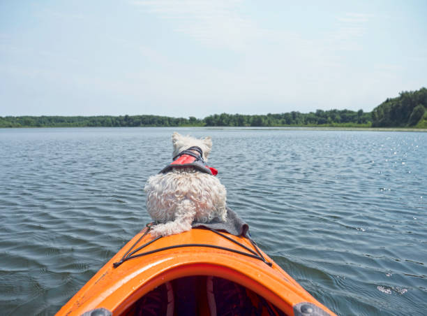 istock Dog taking relaxing boat trip 1327291277