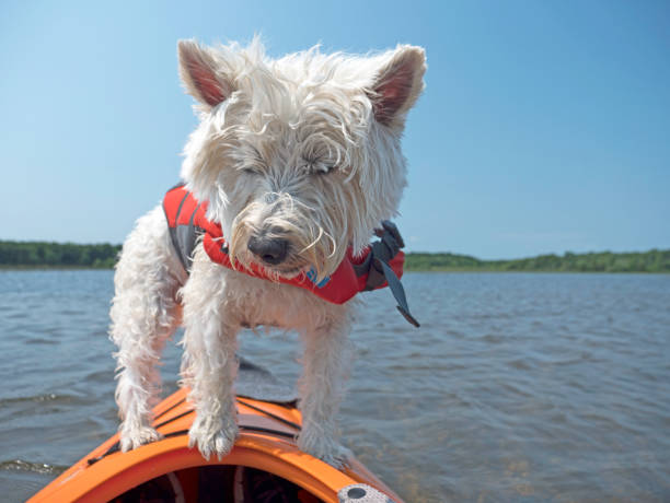istock Dog on bow of kayak 1327291310