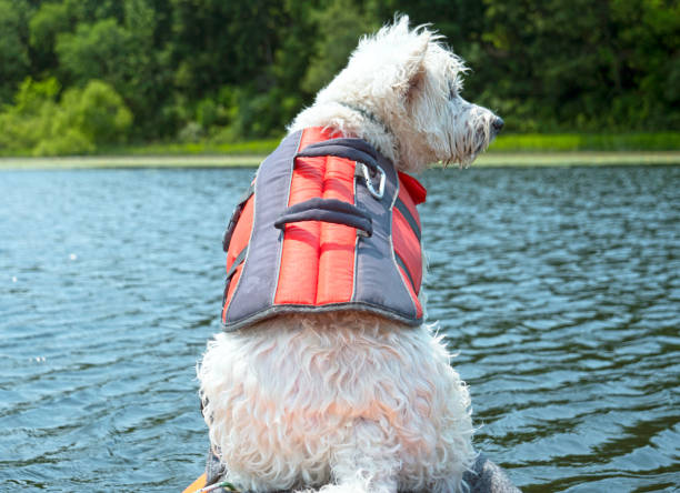 istock Dog relaxing on kayak 1327291330