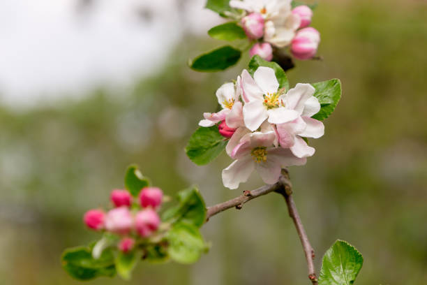 istock Beautiful cream colored apple blossoms. 1327291463