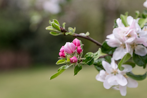 Details of apple blossom.