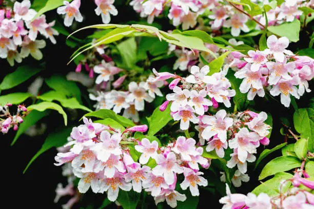 Photo of close up of linnaea amabilis kolkwitzia flower on branches