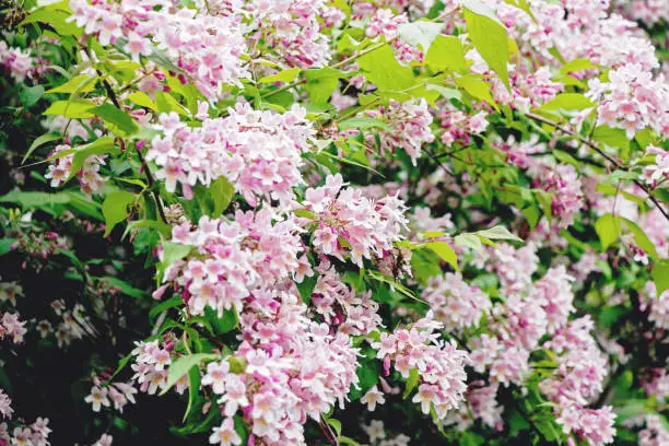 Photo of close up of linnaea amabilis kolkwitzia flower on branches