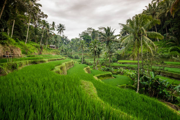 istock rice terraces on bali, ubud 1327291682