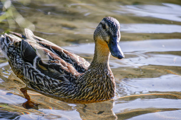 istock Duck floating in the water close-up. 1327291703