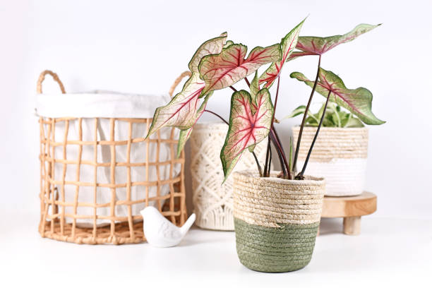 istock Exotic 'Caladium White Queen' plant with pink leaves 1327291852