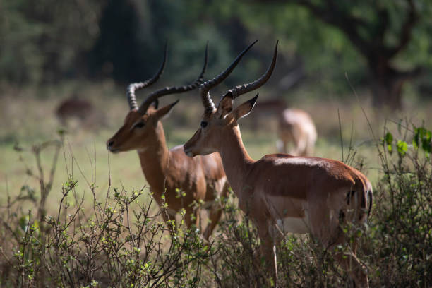 istock Photo safari. African antelopes 1327292606