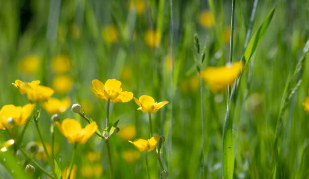 istock Yellow celandine swallowwort. 1327292712