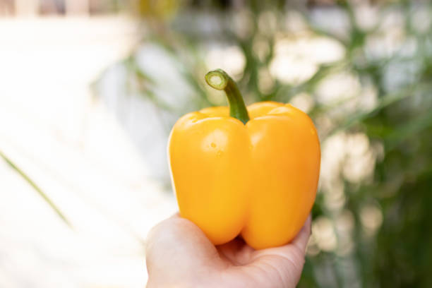 Woman hand holding yellow bell pepper with soft sunlight.