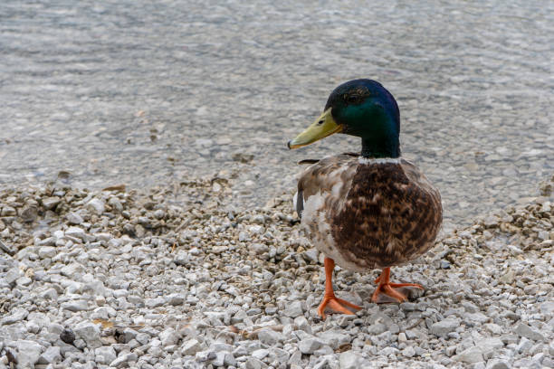 istock A male mallard in front of a lake 1327293314