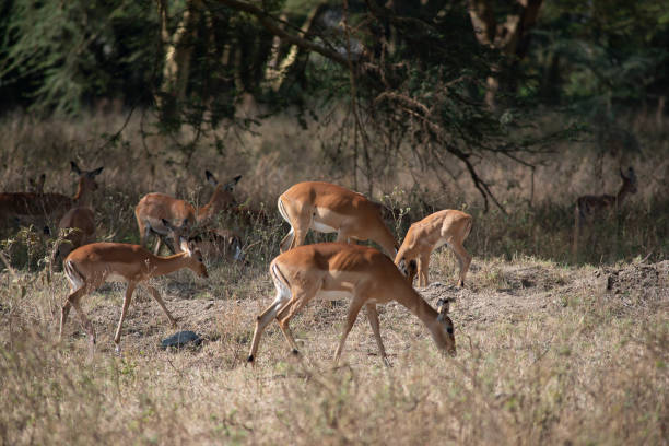 istock Photo safari. African antelopes 1327294279