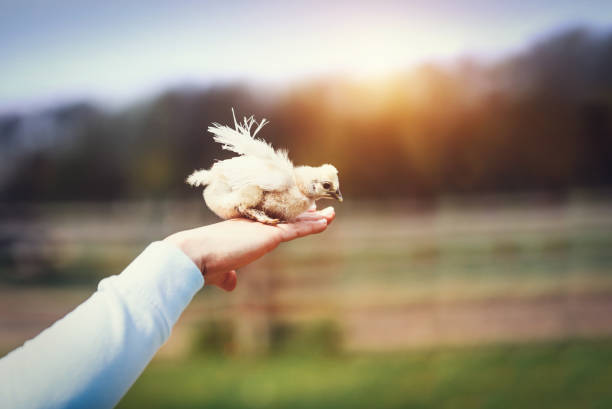 baby vogel fliegt von frau hand. - baby chicken human hand young bird bird stock-fotos und bilder