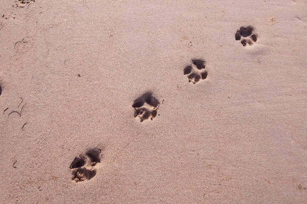 istock Dog tracks in soft sand on the beach 1327298072
