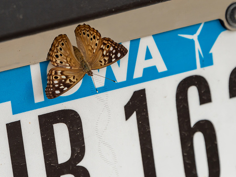 A summer butterfly rests on an Iowa license plate.