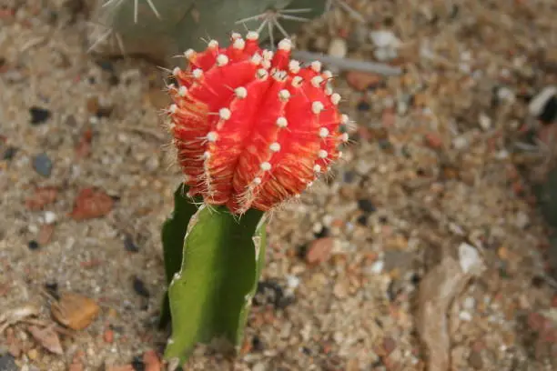 Photo of Red Moon Cactus Gymnocalycium mihanovichii is a species of cactus from South America. The most popular cultivars are varied mutants which completely lack chlorophyll, exposing the red, yellow pigment