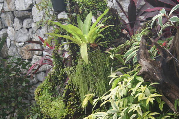 istock Vertical lush green leaves plant garden decorative wall. 1327299502