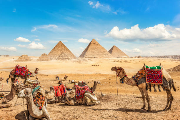 istock Camel family and pyramids 1327300823
