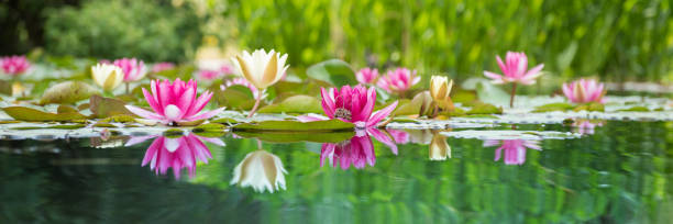 the water lily is white and pink, the nymphaea alba. water plants are reflected in the forest lake. - white water lily imagens e fotografias de stock