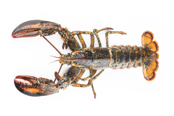 istock Boston lobster isolated on white background. 1327302488