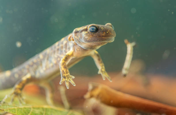 istock Juvenile salamander salamander 1327304622