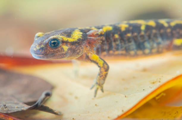 istock Juvenile salamander salamander 1327304623