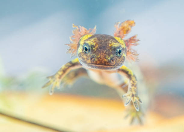 The palmate newt