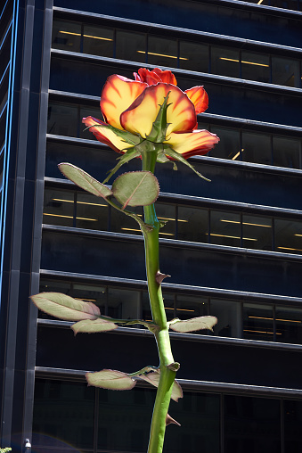 New York, NY - June 23, 2021: Rose III, a sculpture by German artist Isa Genzken located in Zuccotti Park, and seen against the black steel of One Liberty Plaza (1973), designed by Skidmore, Owings & Merrill. In 2011, Zuccotti Park was occupied by protesters during Occupy Wall Streets.