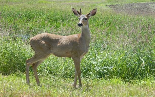 istock A unique one antler deer in nature 1327306927