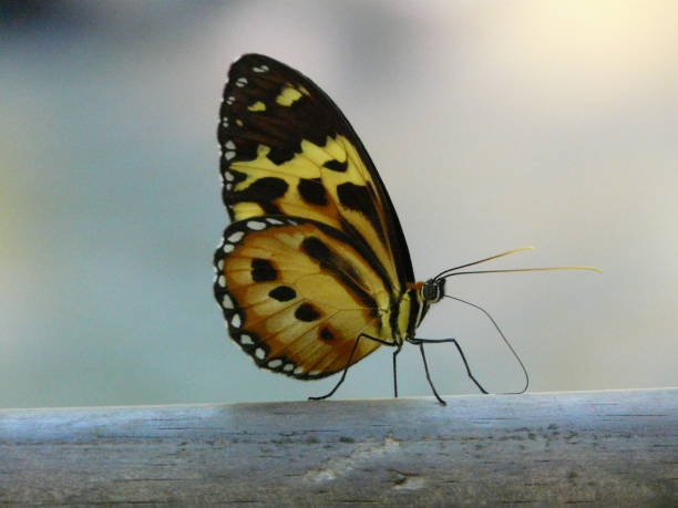 istock Fauna - Iguazu Falls Butterfly - Argentina 1 1327307085
