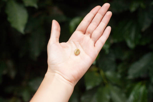 White and raw coffee bean on the hand palm. Coffee bean lies in the open palm. Grown on an eco farm in Colombia.
