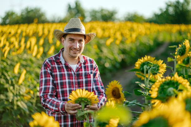 istock Young farmer working in a sunflower field 1327308595
