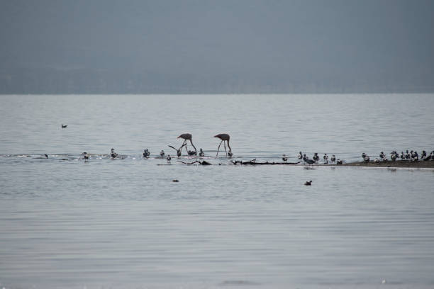 istock Lake Nakuru, Kenya 1327308694