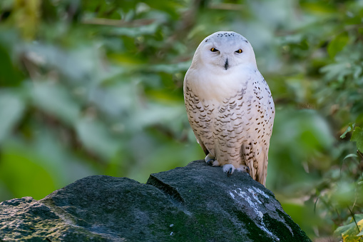 Closeup shot of snowy owl, Bubo scandiacus, also known as polar, white or Arctic owl, sitting on a boulder with green blurred background. Native to Arctic regions of North America and the Palearctic