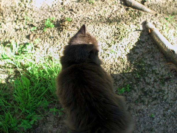 istock a big fluffy cat is in the shade 1327310365