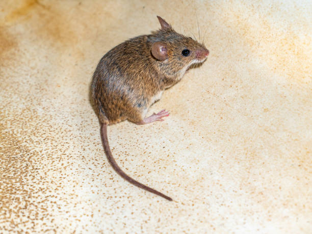 Mus musculus animal rodent mammal mouse.
