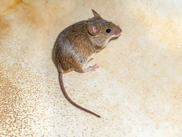Photo of Mus musculus animal rodent mammal mouse.