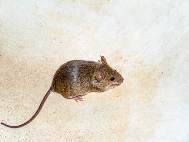 istock Mus musculus animal rodent mammal mouse. 1327310598
