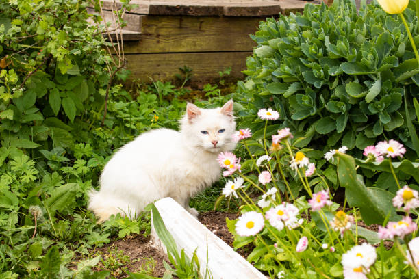 istock White kitten among green leaves and flowers 1327310673