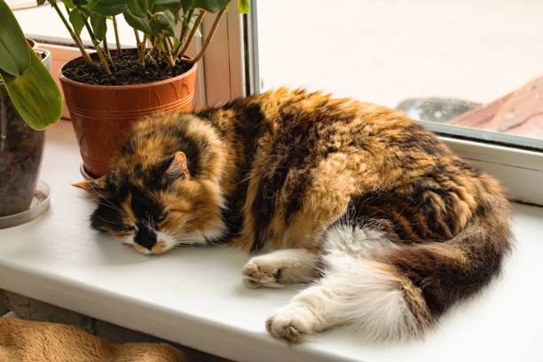 istock Ginger cat sleeps on the windowsill among flowers 1327310740