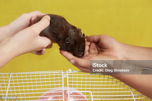 The Hostess Passes Her Syrian Hamster Into Other Hands Stock Photo - Download Image Now