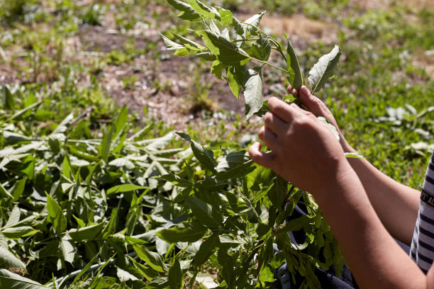 istock A man tears green leaves from a tree branch 1327311557