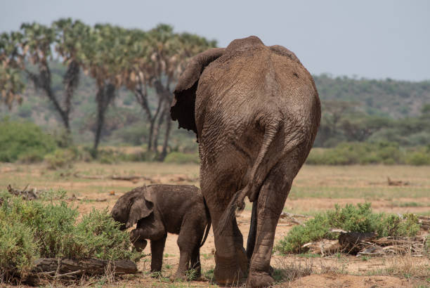 istock African elephants in the wild with baby elephant 1327311647
