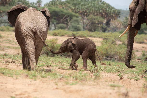 istock African elephants in the wild with baby elephant 1327312889