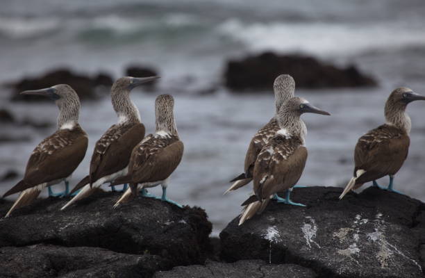 istock Group of Blue Footed Booby (Sula nebouxii) standing on rocks with ocean backdrop Galapagos Islands, Ecuador. 1327312901