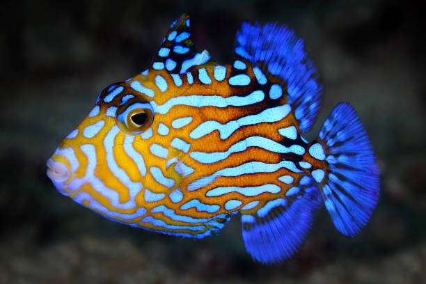 istock Juvenile RED-TOOTH TRIGGERFISH, BLUE TRIGGERFISH (Odonus niger) Underwater species live in the widespread Indo-Pacific Ocean and Red Sea. They are found at the African east coast to Marquesas and Society islands. 1327312919